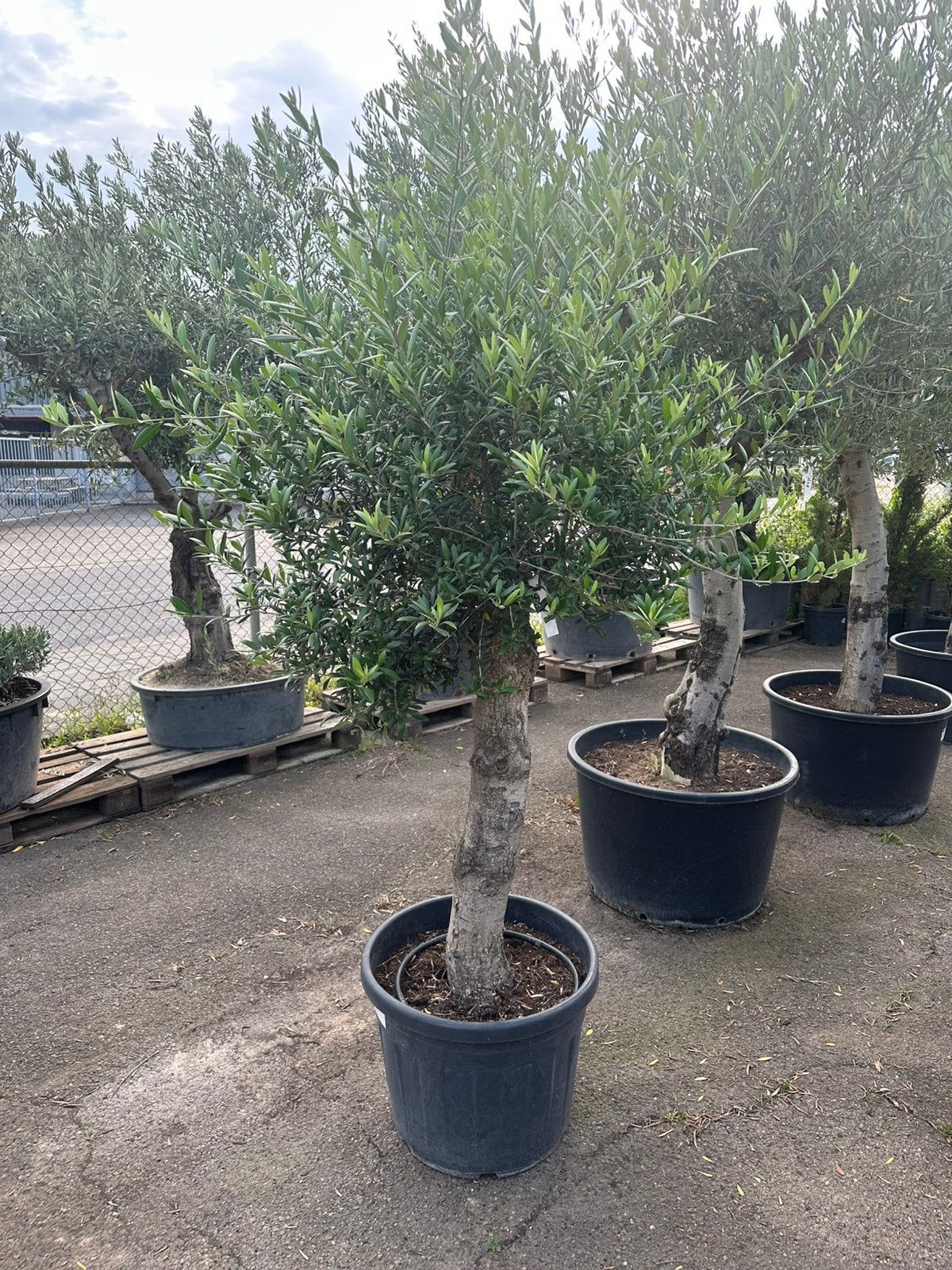 Grote olijf, Tuin en Terras, Planten | Bomen, Ophalen of Verzenden