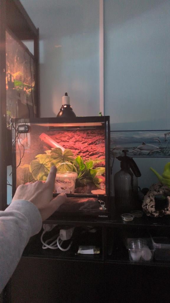 Lege terrarium, Dieren en Toebehoren, Reptielen en Amfibieën | Toebehoren, Ophalen of Verzenden