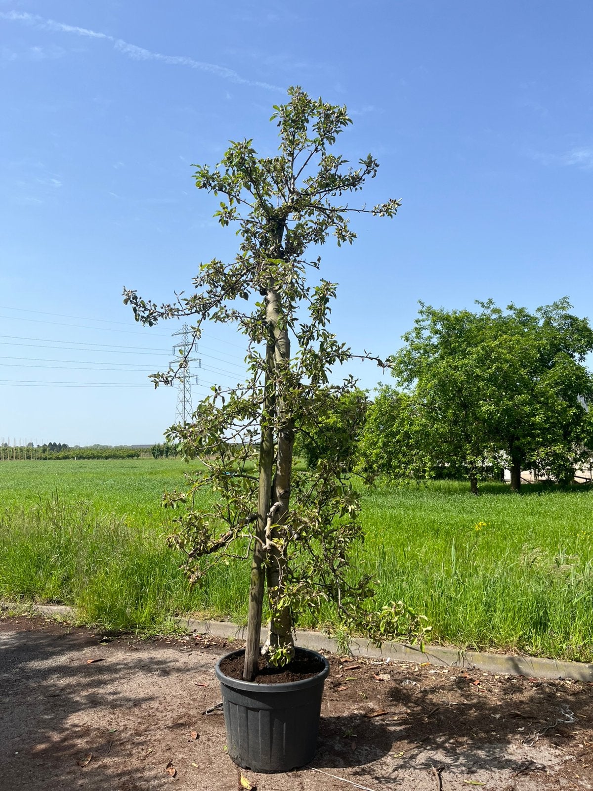 Oude appelboom  Planten | Fruitbomen  Marktplaats
