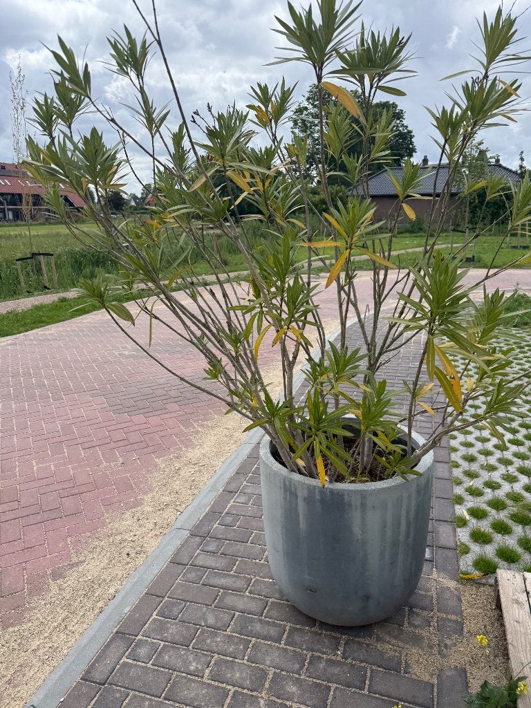 Plant, Tuin en Terras, Planten | Tuinplanten, Volle zon, Vaste plant, Zomer, Ophalen