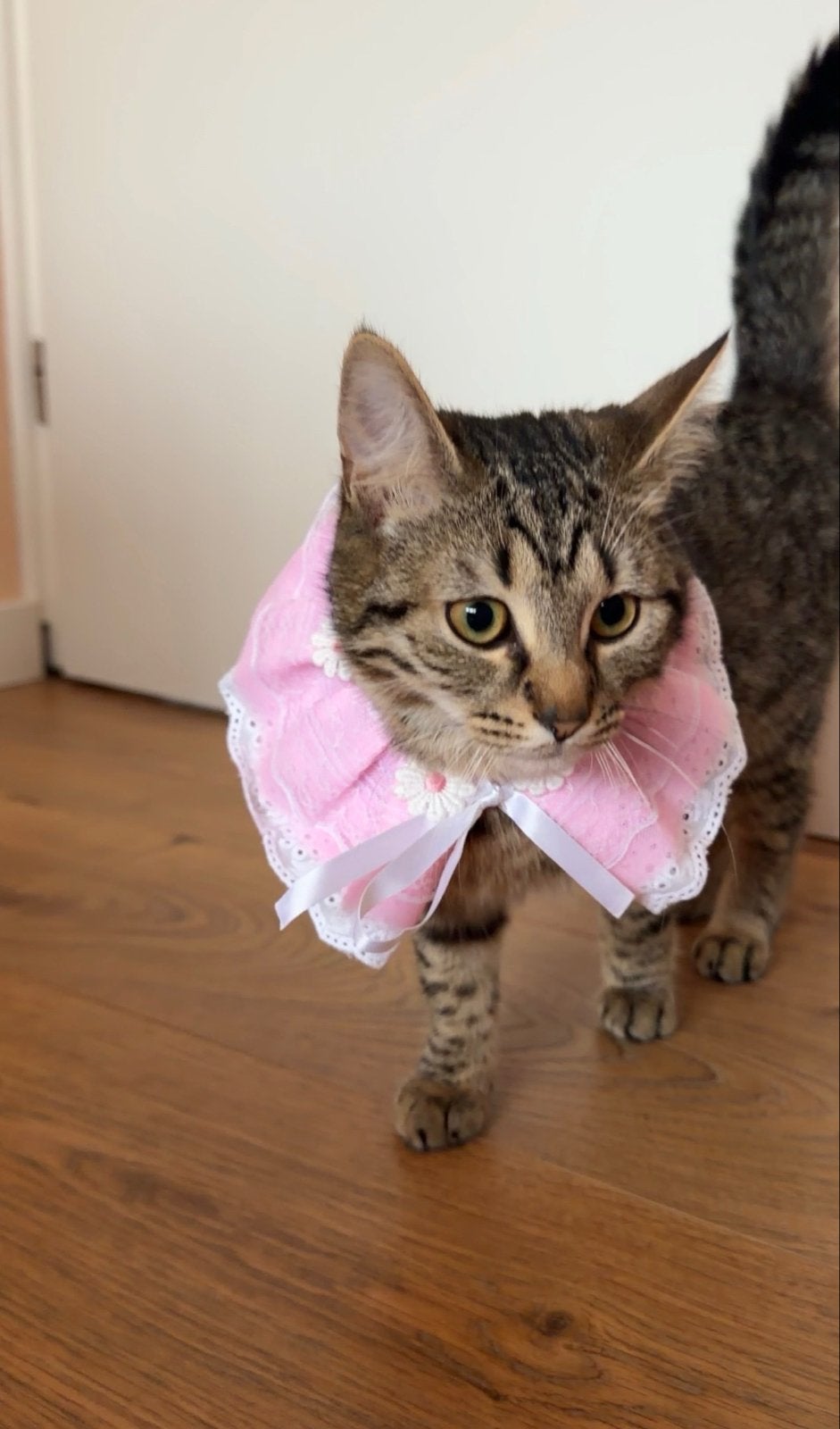 Lieve jonge poes (1 jaar) zoekt een nieuw, warm thuis ️, Poes, Kortharig, 0 tot 2 jaar