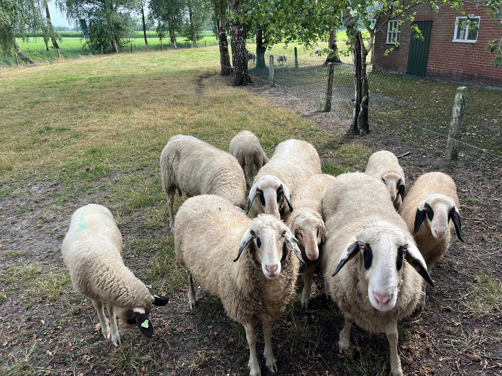 Schapen, Dieren en Toebehoren, Meerdere dieren, Schaap