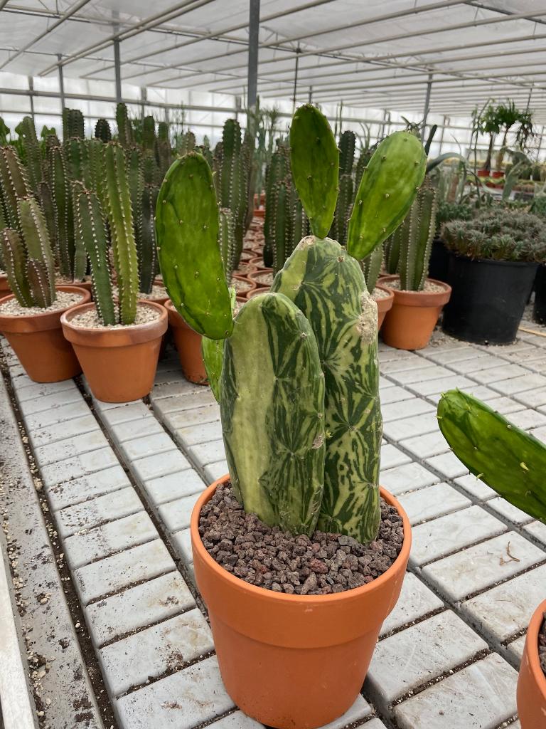 Cactus Opuntia Cochenillifera Variegata.Potmaat 20cm., Ophalen of Verzenden, Minder dan 100 cm, Bloeiende kamerplant, Volle zon