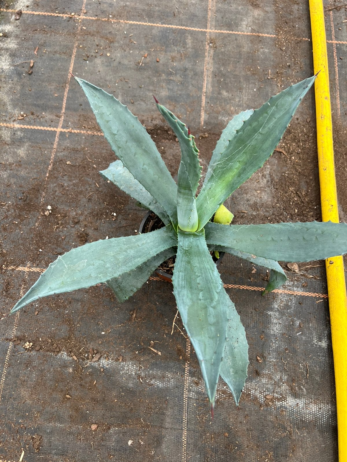 Agave blauw, Ophalen of Verzenden, Bloeit niet, Overige soorten, Volle zon