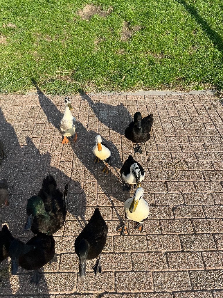 Loopeenden, Meerdere dieren, Eend