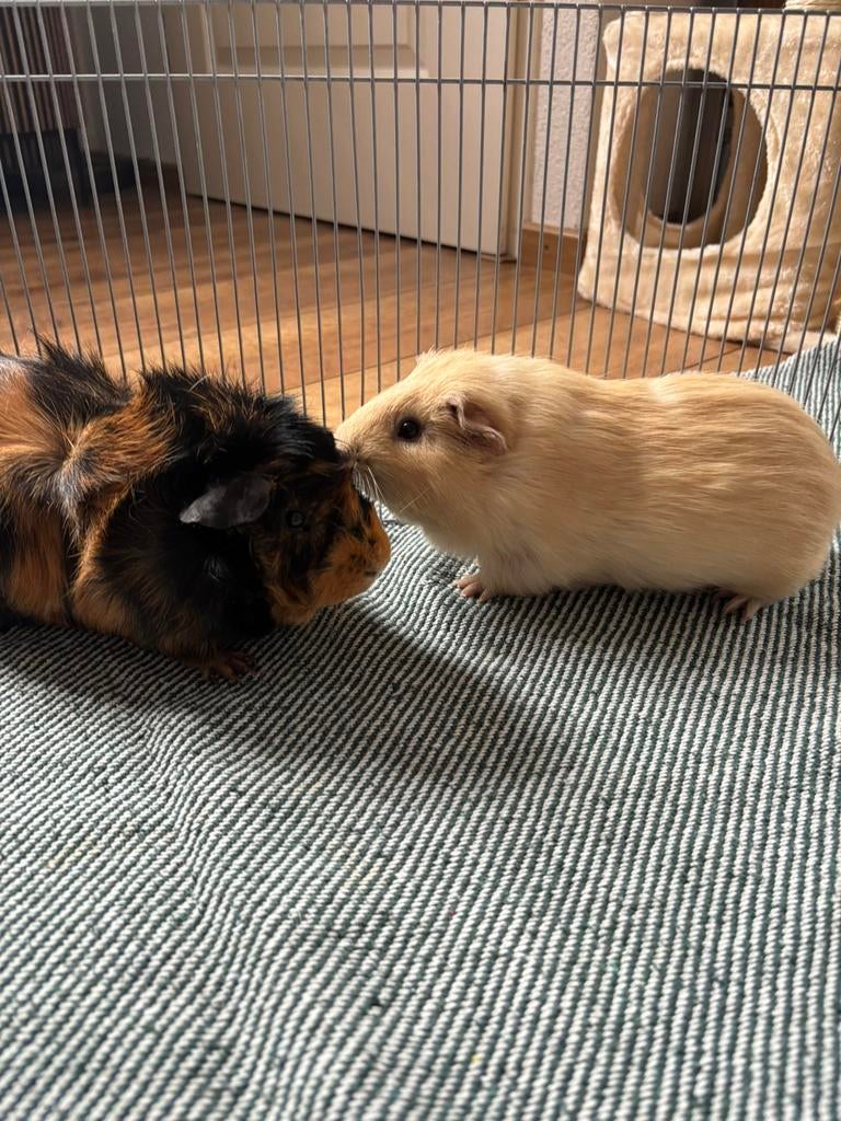 2 lieve beertjes (mannetjes) cavia’s met complete kooi, Dieren en Toebehoren, Cavia, Mannelijk, December, Tam