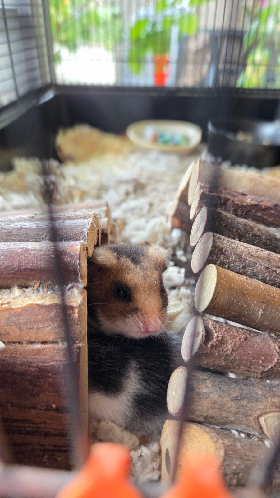 jonge hamsters gratis., Dieren en Toebehoren, Hamster, Meerdere dieren, Tam, September