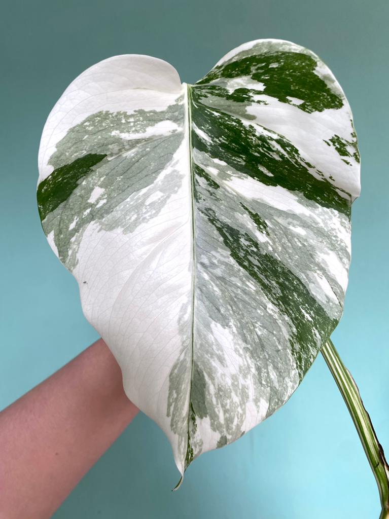 Topkwaliteit, witte Monstera Albo Variegata stek, Huis en Inrichting, Kamerplanten, Ophalen, Halfschaduw, Minder dan 100 cm
