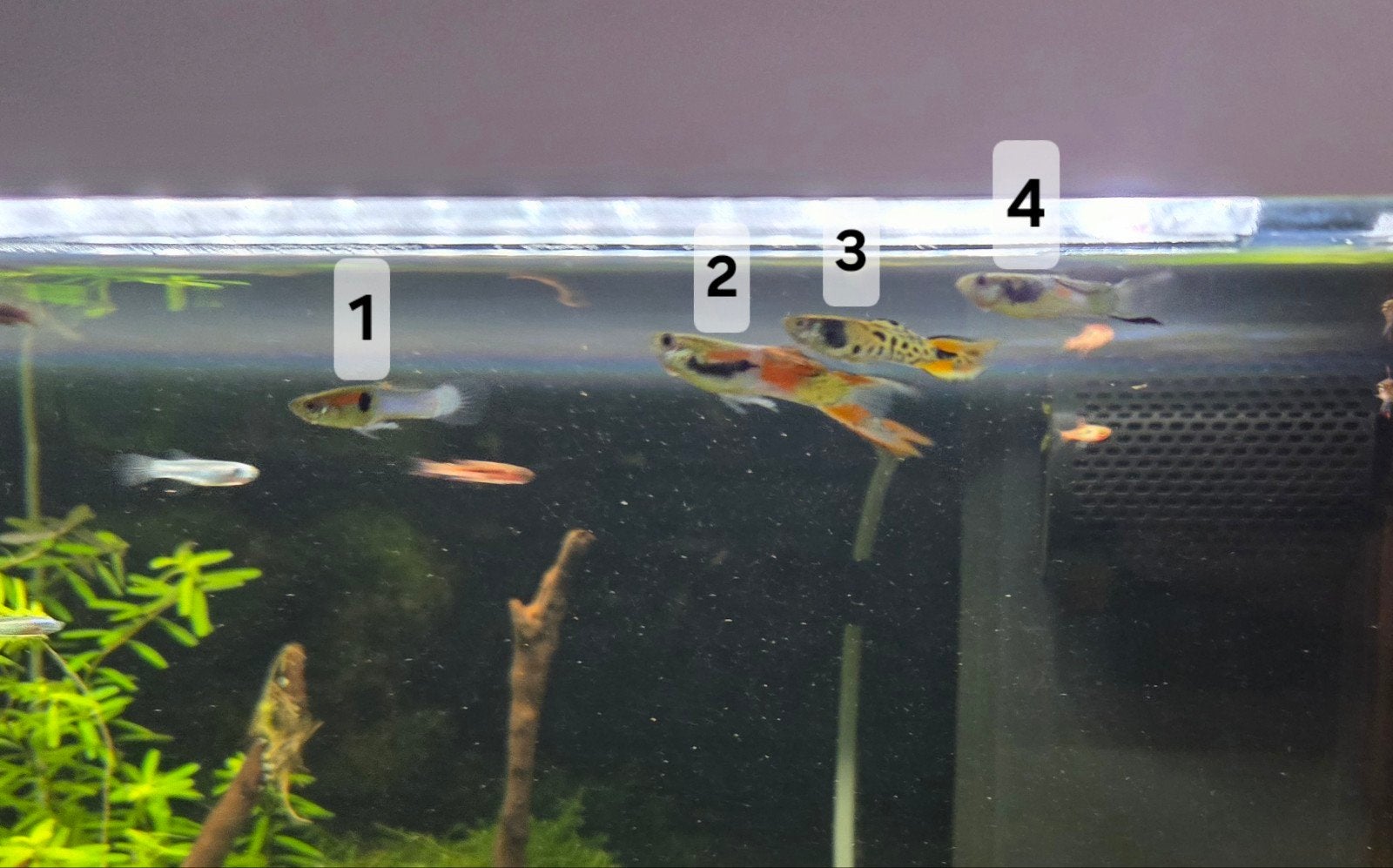 4 Endler guppy's, Vis