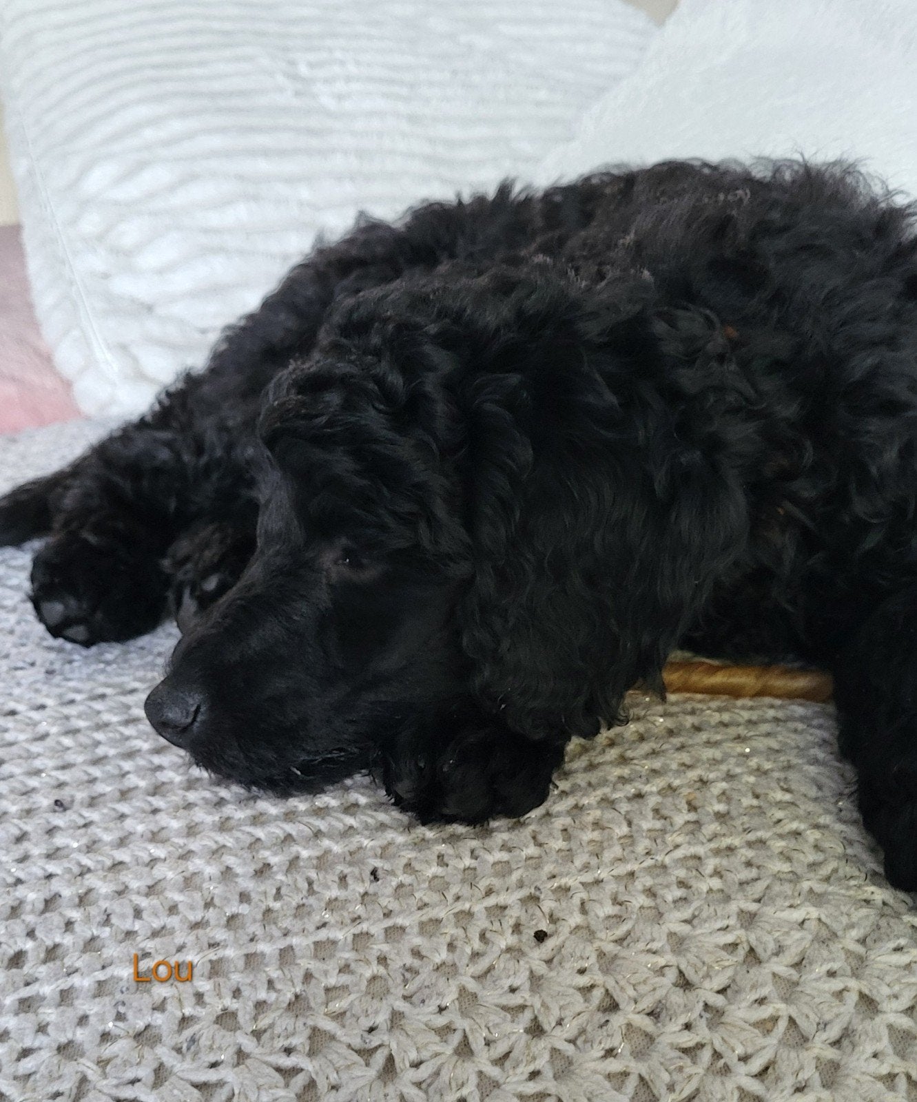 Zwarte Dwerg /Middenslag Poedel Pups, Poedel, Parvo, België, Particulier