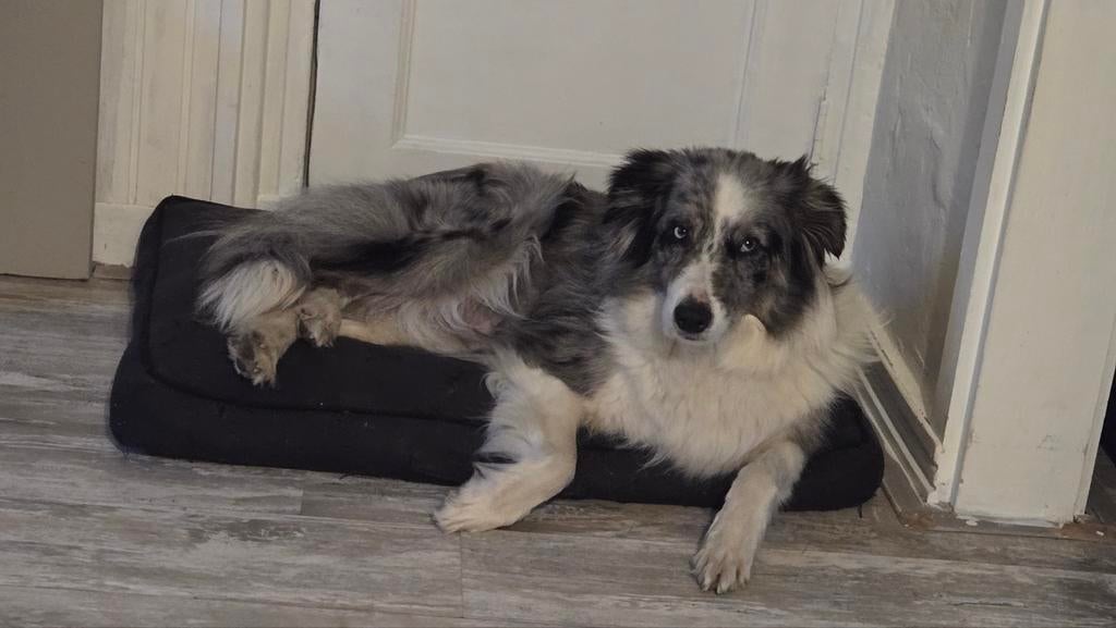 Nestje Australian Shepherds verwacht, Dieren en Toebehoren, Honden | Herdershonden en Veedrijvers, 8 tot 15 weken, Meerdere, Meerdere dieren