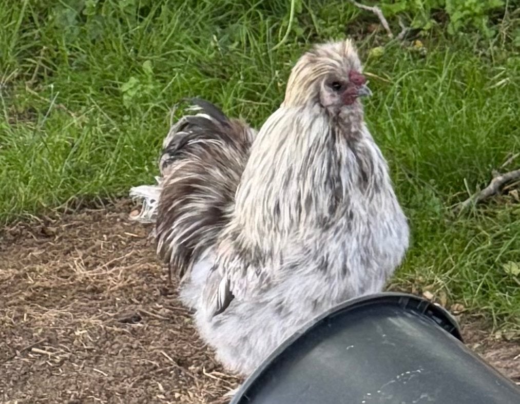 Zijdehoen haan van 2025, Dieren en Toebehoren, Pluimvee, Mannelijk, Kip