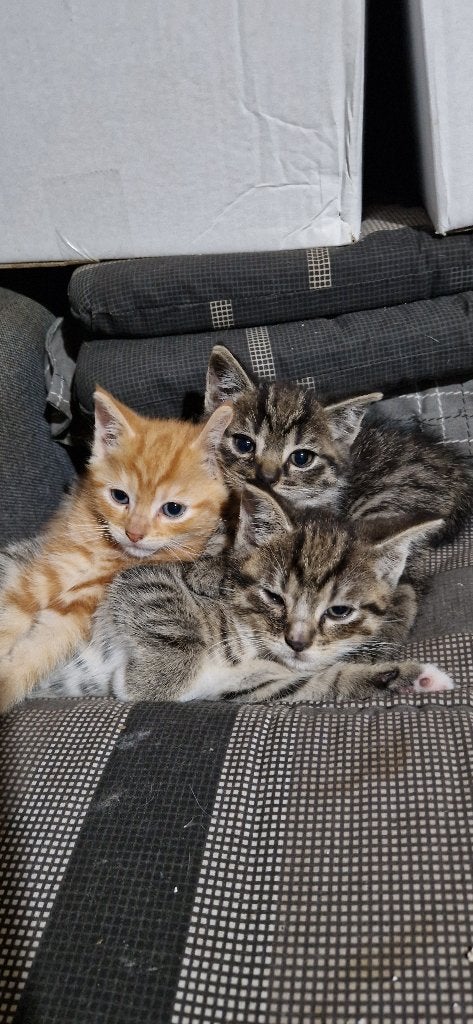 Kiten, Dieren en Toebehoren, Katten en Kittens | Overige Katten, Kater, Kortharig, 0 tot 2 jaar