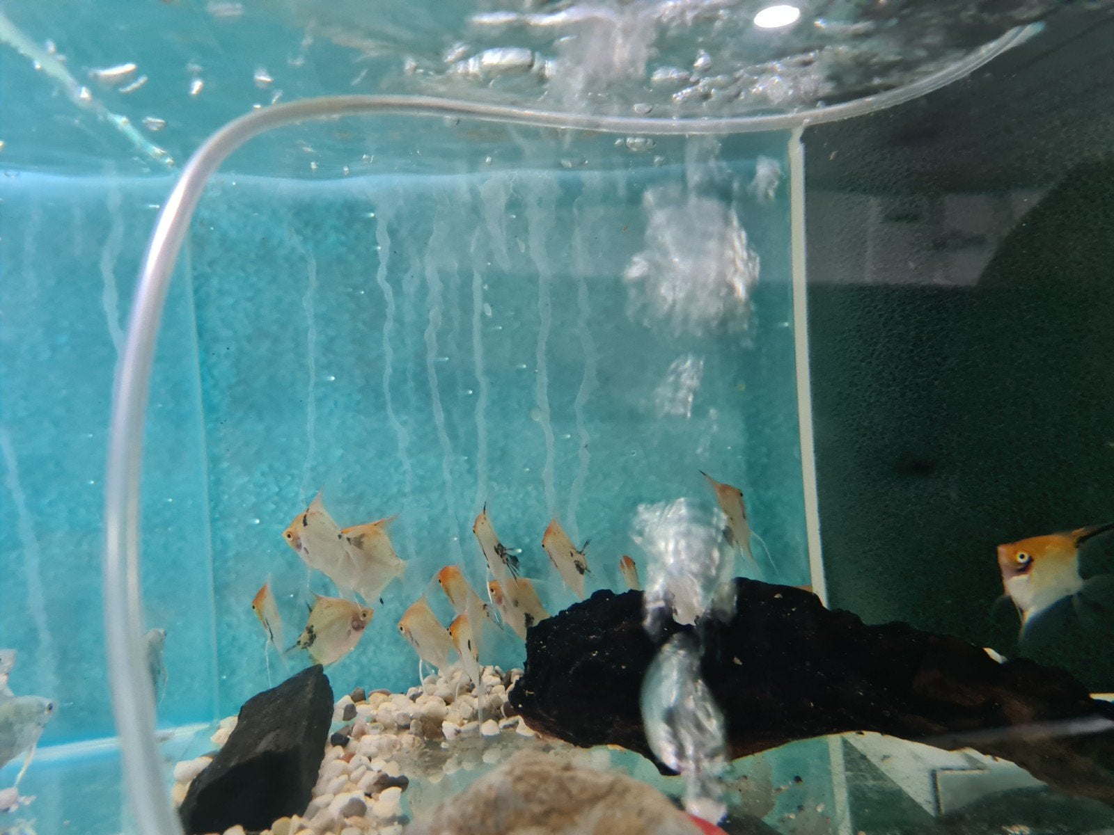 Koi Maanvissen