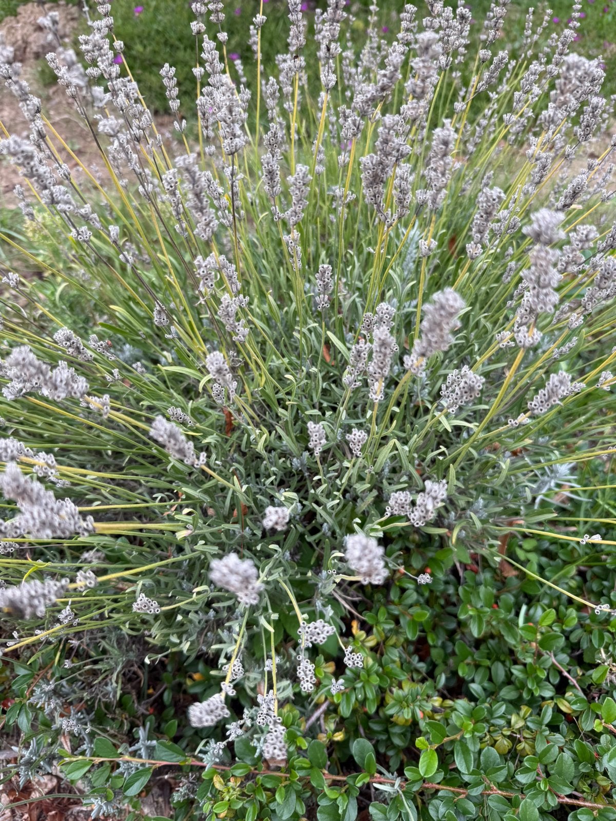 Gezocht gratis Lavendel bloemen, Tuin en Terras, Ophalen of Verzenden, Overige soorten, Volle zon