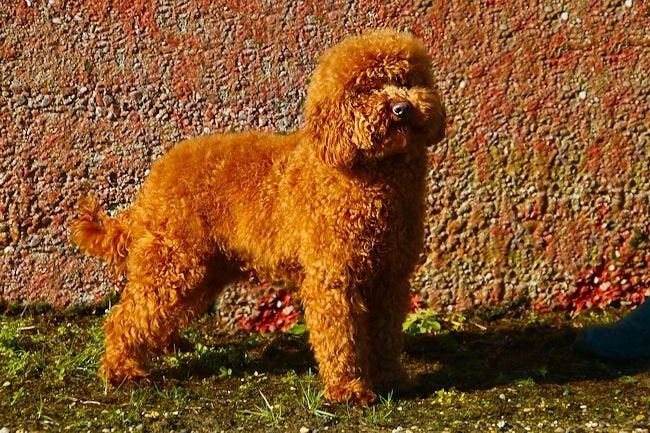 2 dwergpoedels die een huisje zoeken., Poedel, Parvo, 1 tot 2 jaar, Meerdere