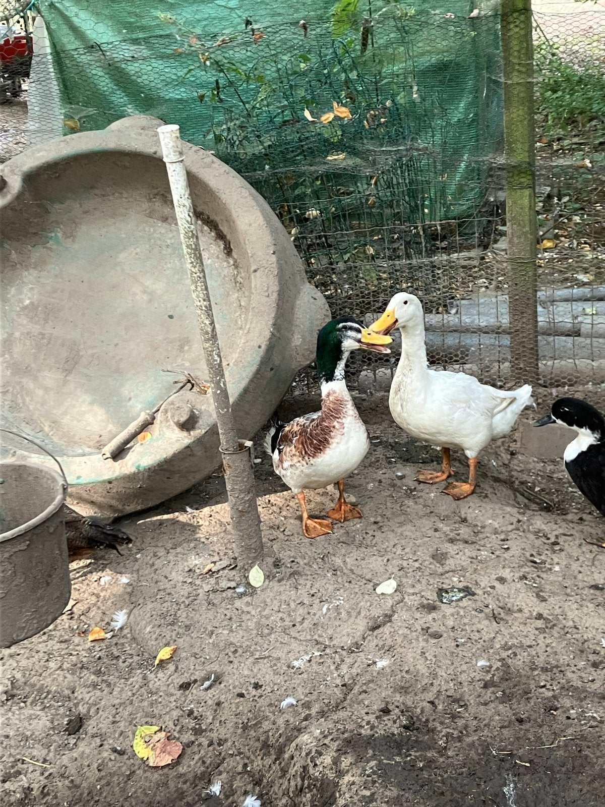 Koppel grote eenden, Dieren en Toebehoren, Pluimvee, Meerdere dieren, Eend