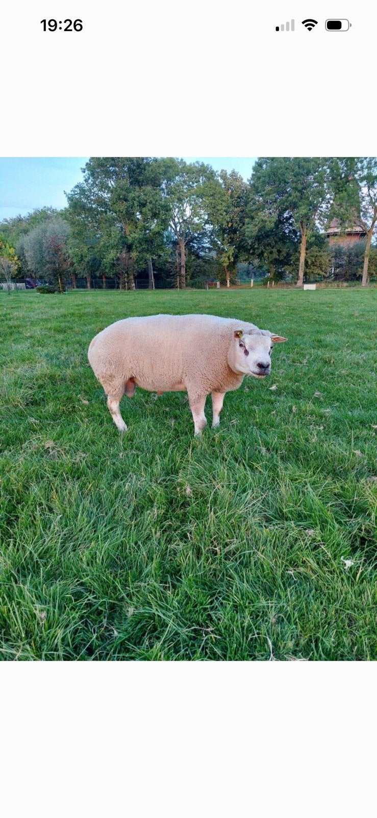 Dekram gezocht!!, Dieren en Toebehoren, Mannelijk, Schaap