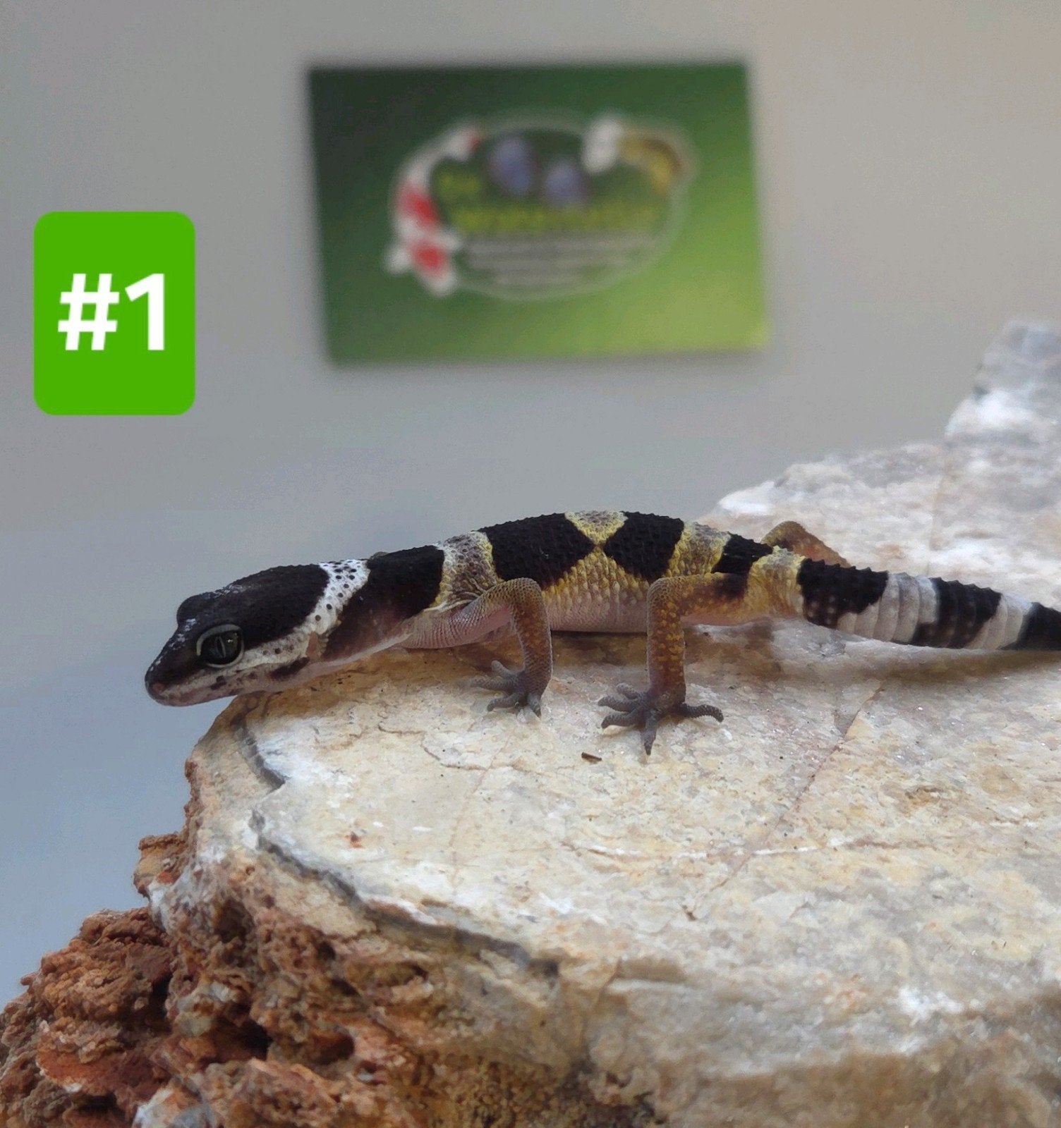 Luipaardgekko Leopard Gecko - unknown for sale from De Waterlelie BV