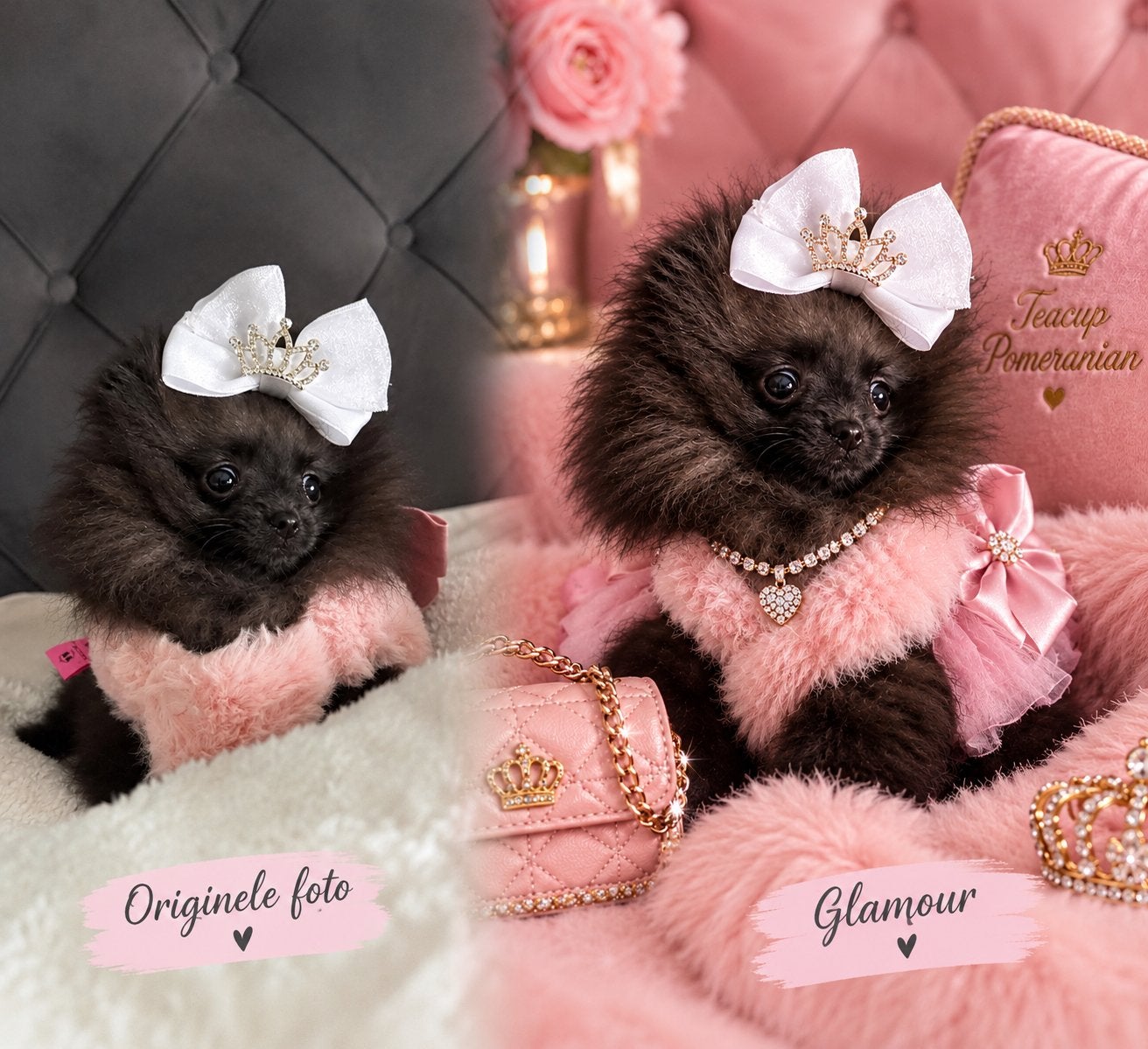 ️Drie bijzondere pomeriaan/Pomeranian zoeken goud mandje️, Particulier, Overige rassen, 8 tot 15 weken, Buitenland