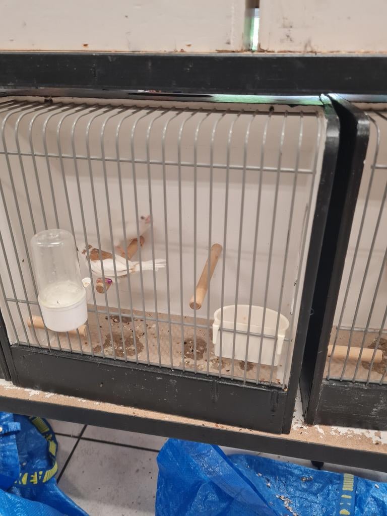 Japanse meewtjes, Dieren en Toebehoren, Ophalen of Verzenden, Hout, Vogelkooi