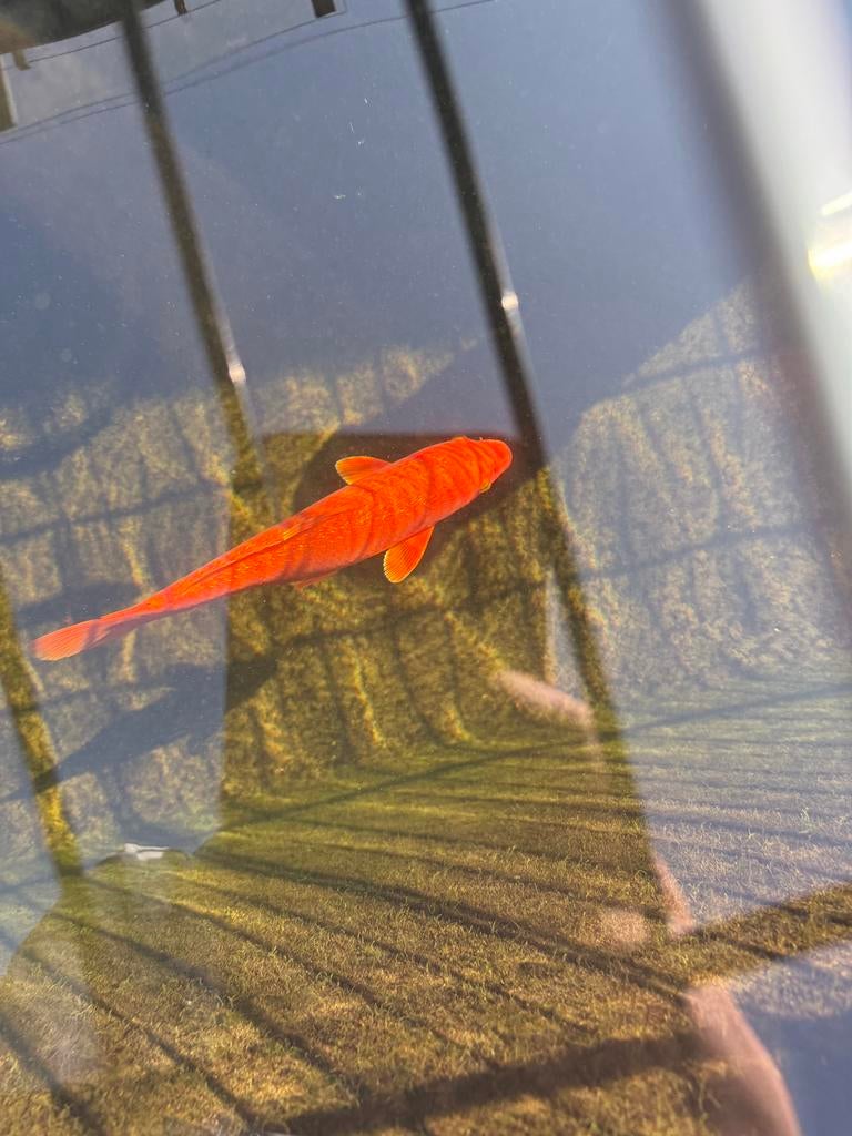 Benigoi ginrin & Showa koi, Dieren en Toebehoren, Vissen | Vijvervissen, Karper of Koi