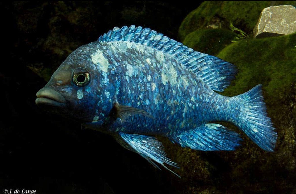 Placidochromis sp. ‘phenochilus tanzania’ spiegel cichlide, Dieren en Toebehoren, Vissen | Aquariumvissen, Vis
