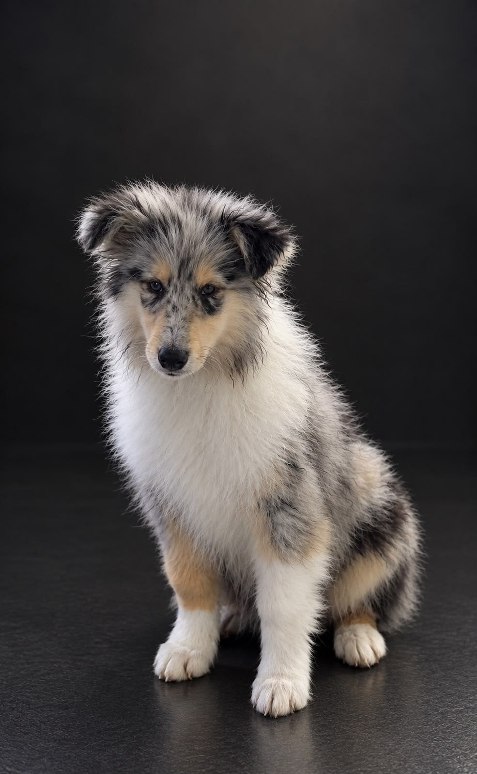 Schotse Herdershond (Collie) pup, Dieren en Toebehoren, 15 weken tot 1 jaar, Overige rassen, Teef, Eén hond