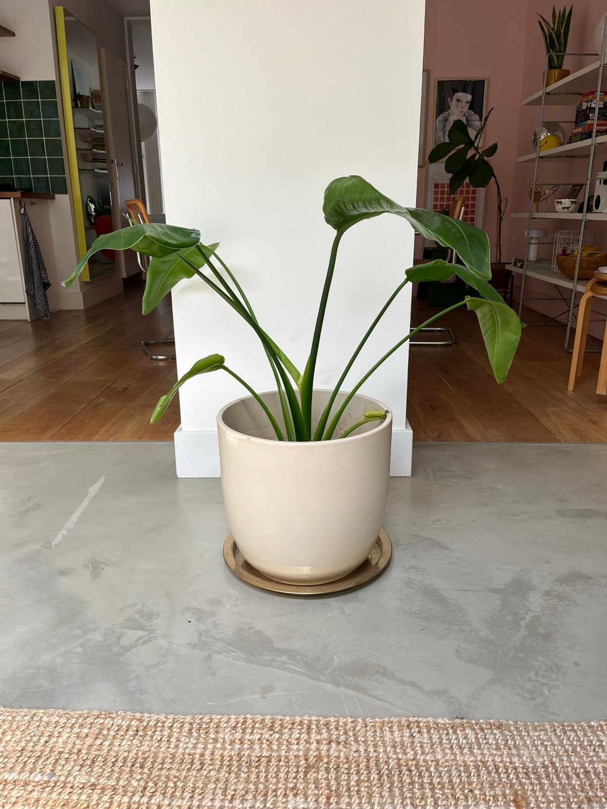 Strelitzia inclusief luxe sierpot, Huis en Inrichting, Kamerplanten, Ophalen, Halfschaduw, Minder dan 100 cm