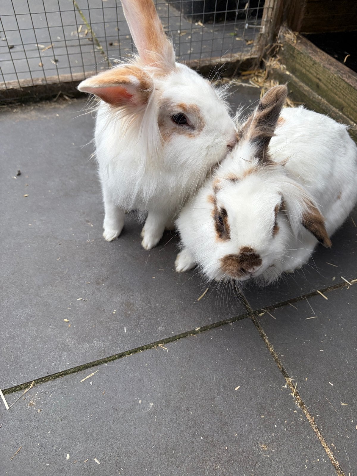 2 Lieve dwergkonijnen zoeken nieuw huis, Ophalen, Overige typen