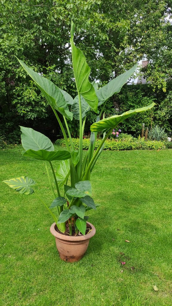 Olifantsoor Alocasia Macrorrhiza, XXL, Ophalen, Overige soorten, Halfschaduw, 150 tot 200 cm