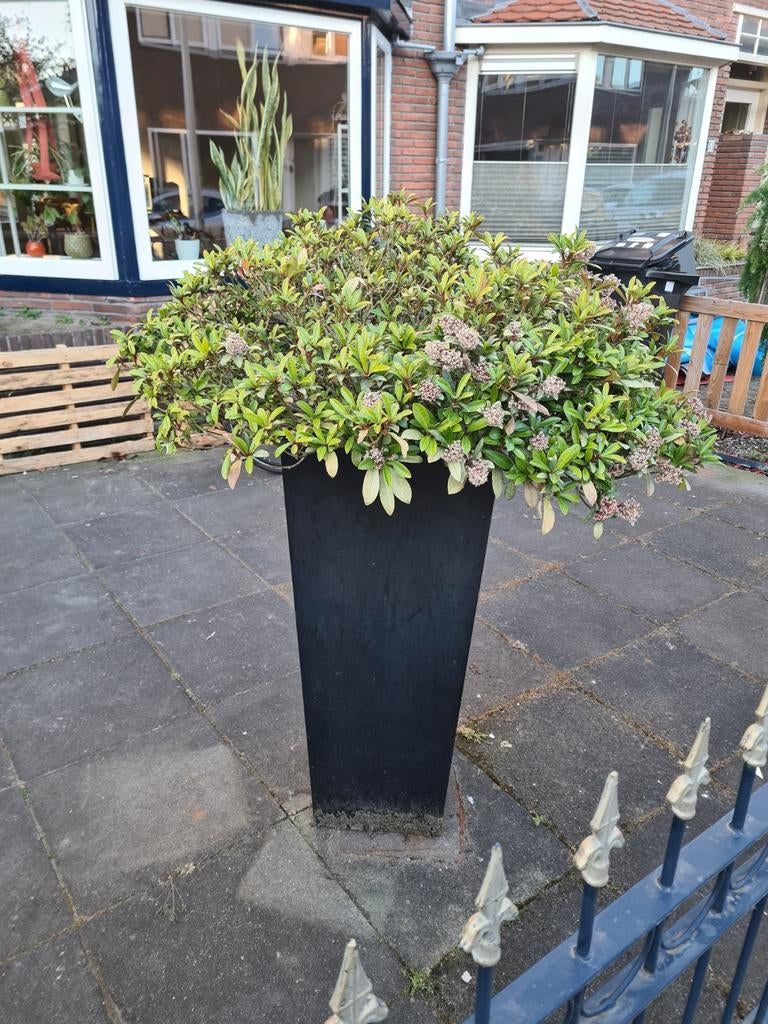 Grote zwarte plantenbak 100x40 met Skimmia Japonica plant, Ophalen, Kunststof, Gebruikt, Minder dan 60 cm