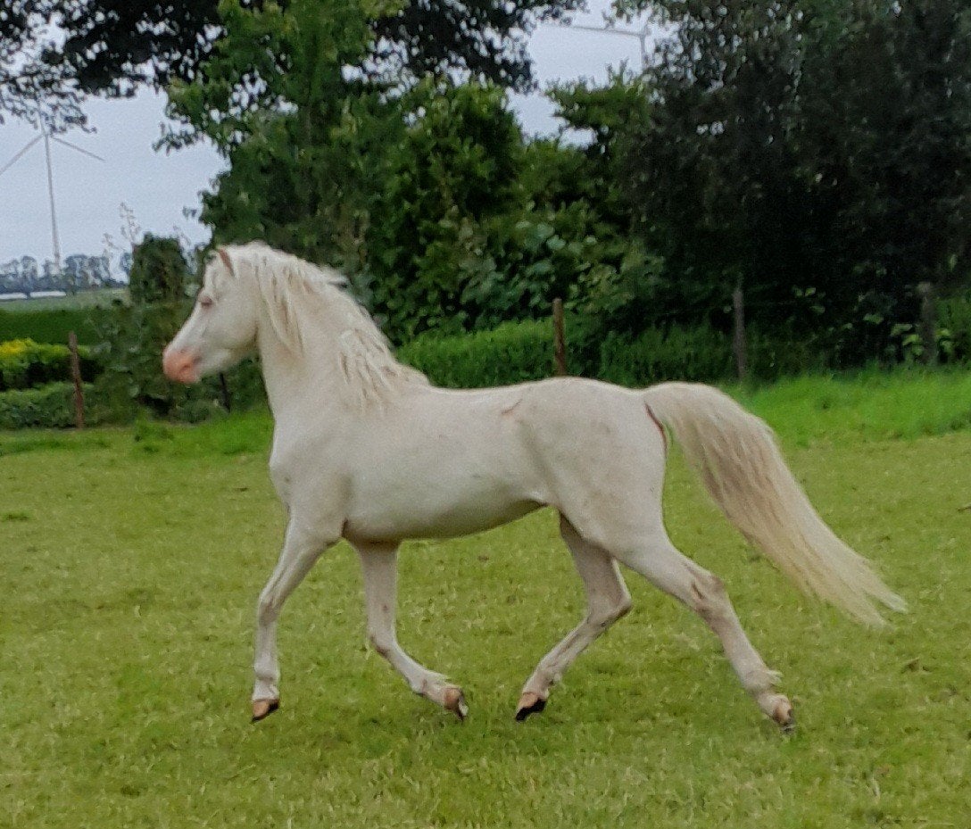 Te koop welsh sectie b hengst., Hengst, Met stamboom, 3 tot 6 jaar
