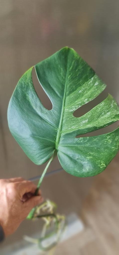 Te koop monstera mint, Ophalen of Verzenden
