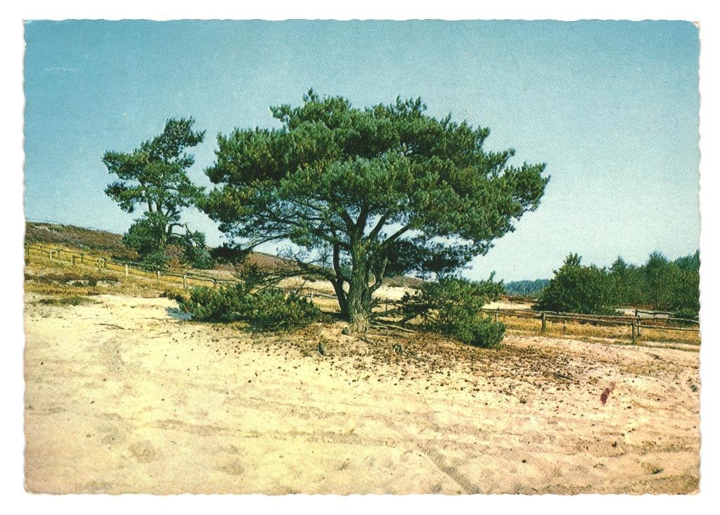 802374 Voorthuizen Gld 1970 Dennenoord  zegel Bevrijding