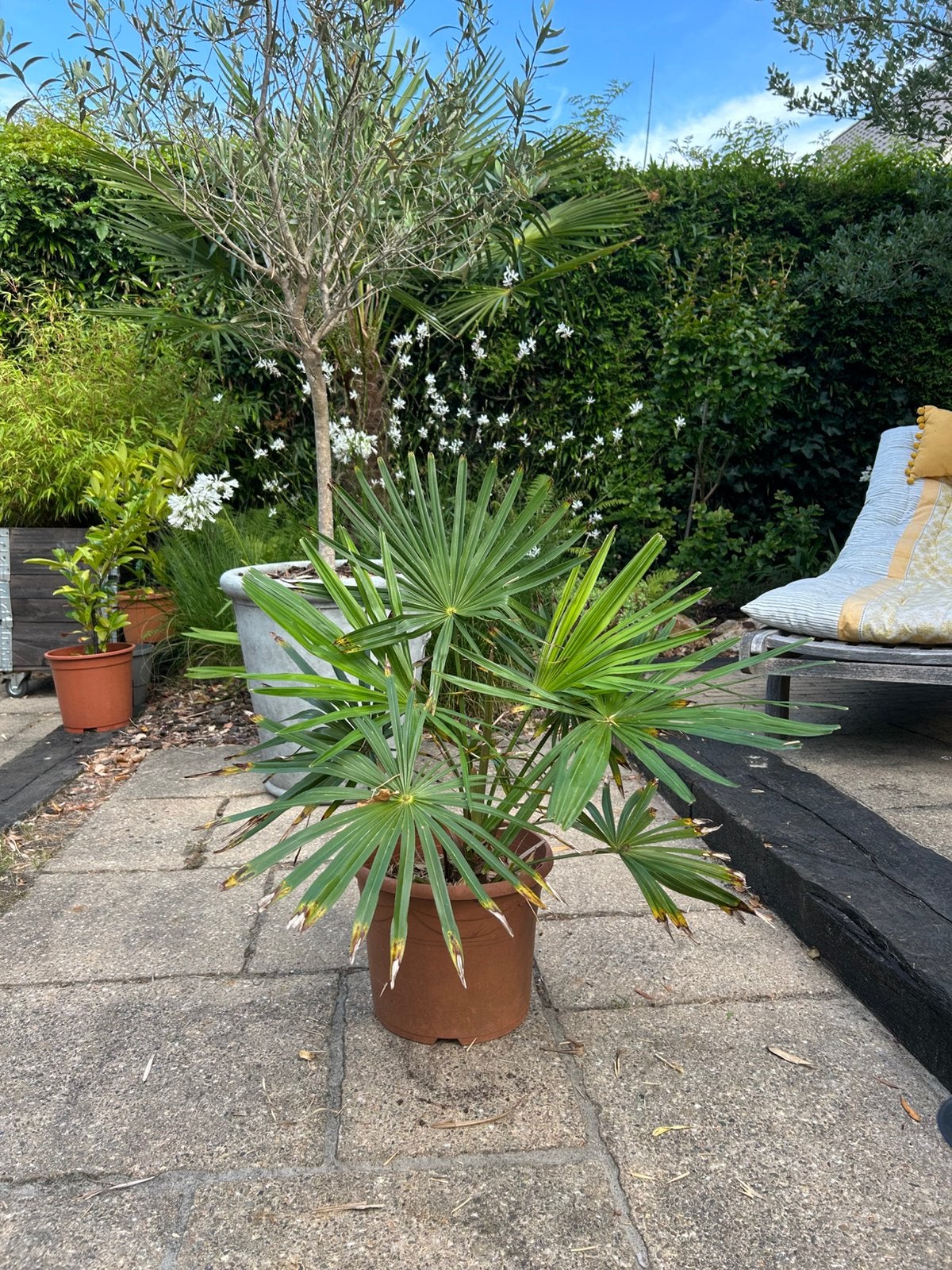Palmboom, Ophalen, Overige soorten, Volle zon