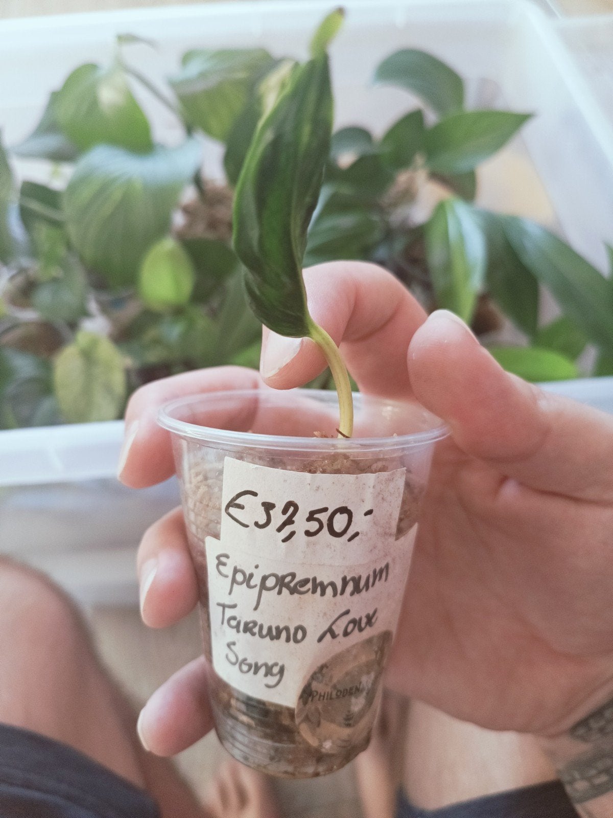 Epipremnum Teruno love song, Overige soorten, In pot, Minder dan 100 cm, Groene kamerplant