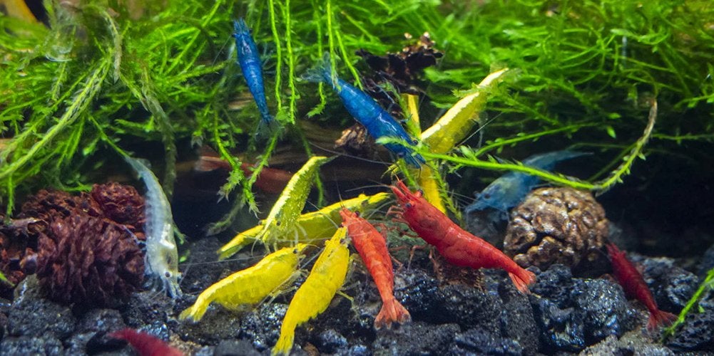 Mix garnalen, Dieren en Toebehoren, Vissen | Aquariumvissen, Kreeft, Krab of Garnaal