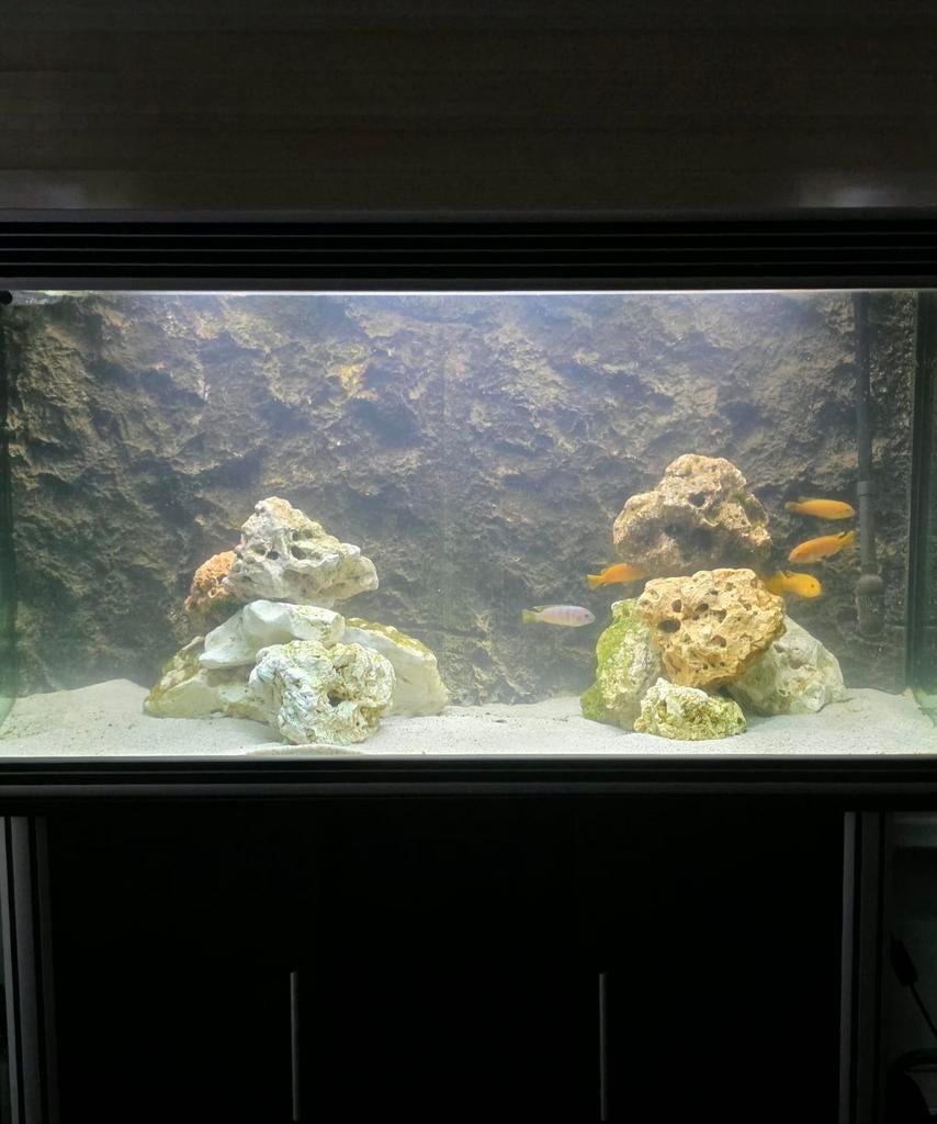 Grote aquarium, Vis