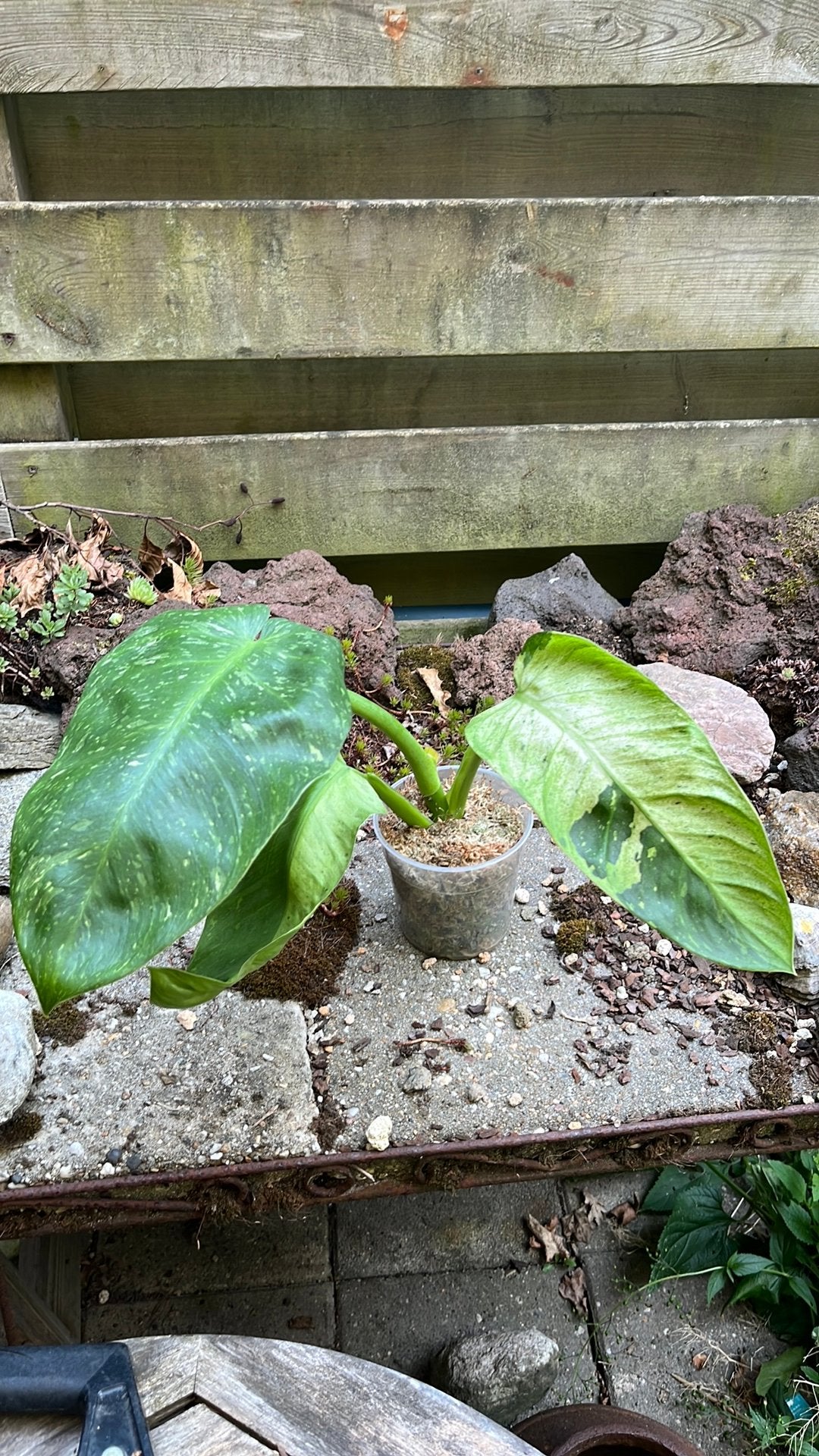Kamerplant philodendron Jose Bueno, Huis en Inrichting, Kamerplanten, Overige soorten, Minder dan 100 cm, Groene kamerplant, Halfschaduw