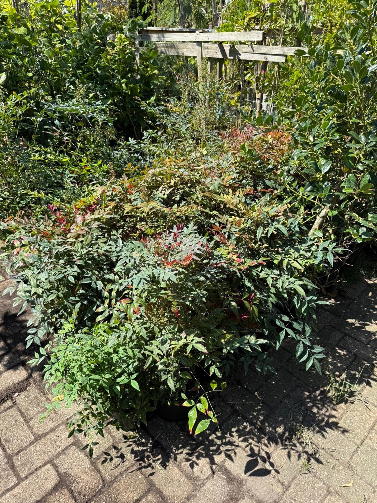 Nandina domestica / of hemelsche bamboe bladhoudend 14,95, Vaste plant, Halfschaduw, Lente, Ophalen