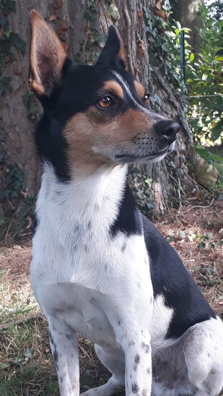 Boerenfox 3-kleurige dekreu, 6 jaar of ouder, Reu, Eén hond, Nederland