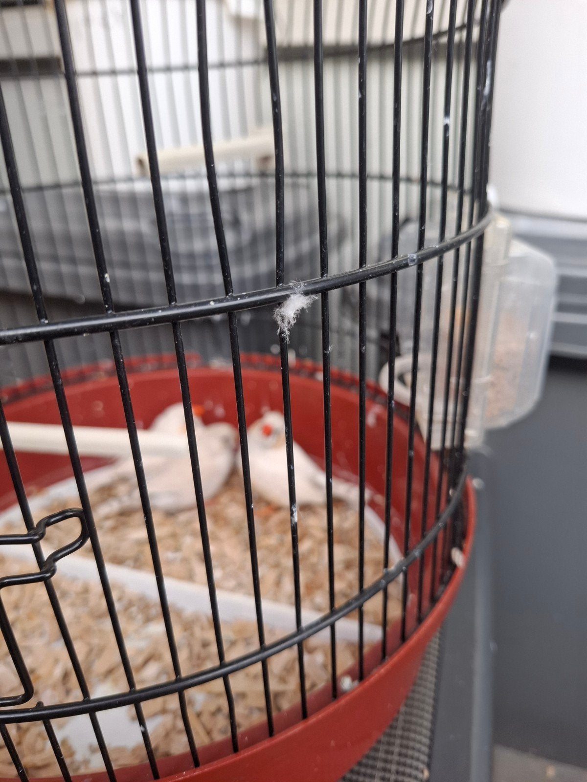 3 mannetjes zebravinken, Mannelijk