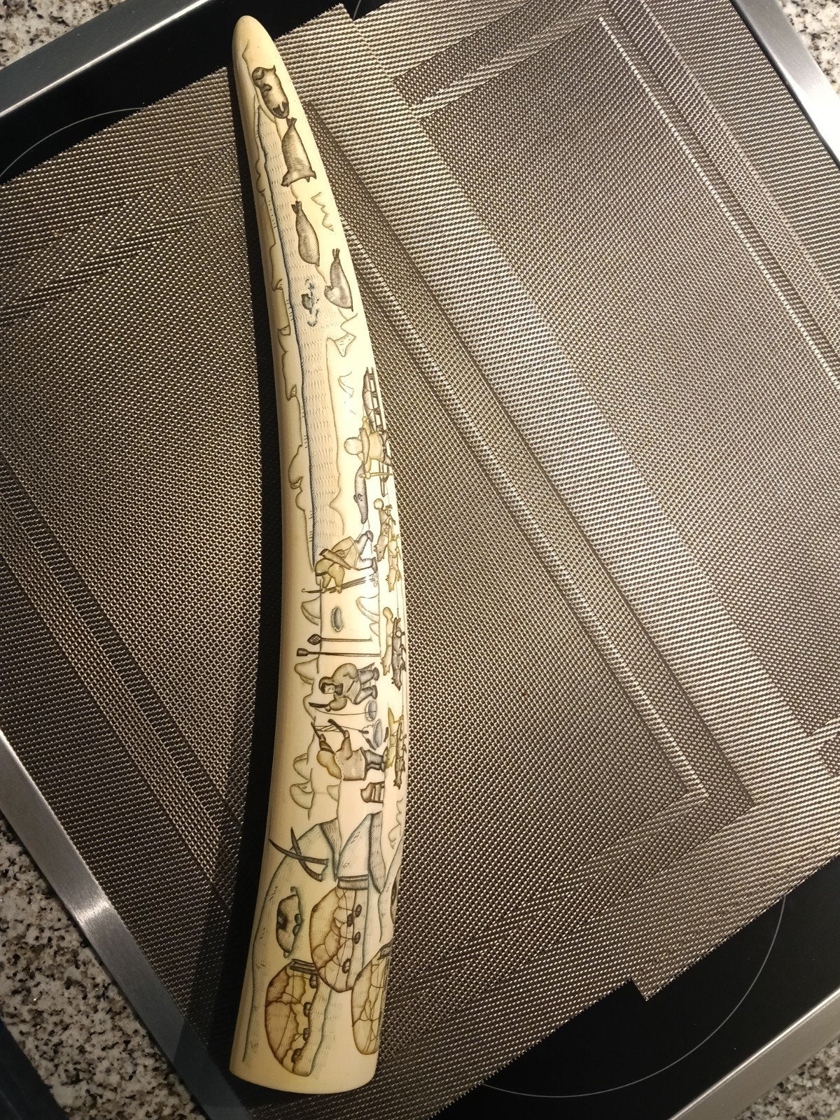 48 cm slagtand van een zeerob, Ophalen