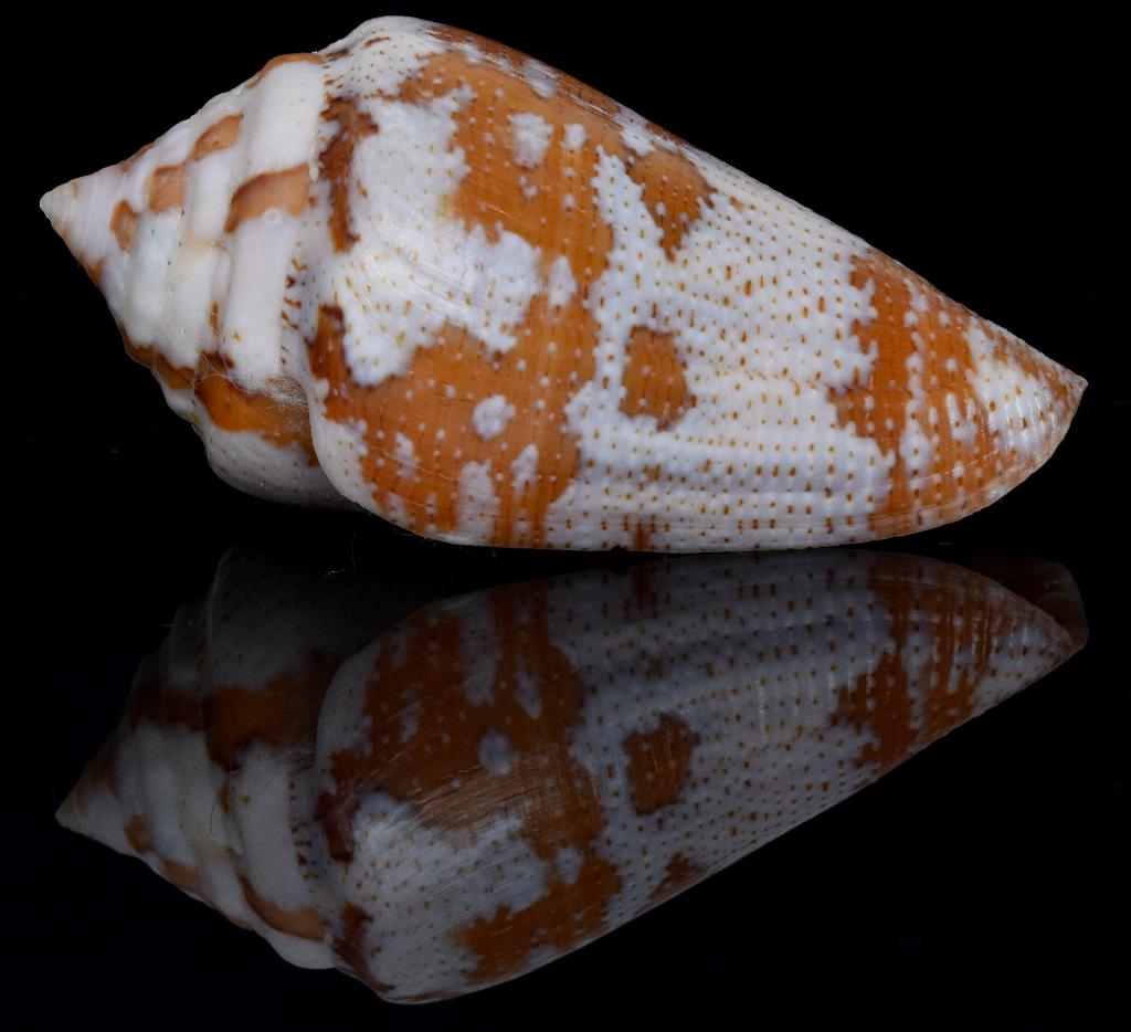 Schelpen: Conus monicae 42,5mm  Aruba -  Zeldzaam!, Ophalen of Verzenden, Schelp(en)