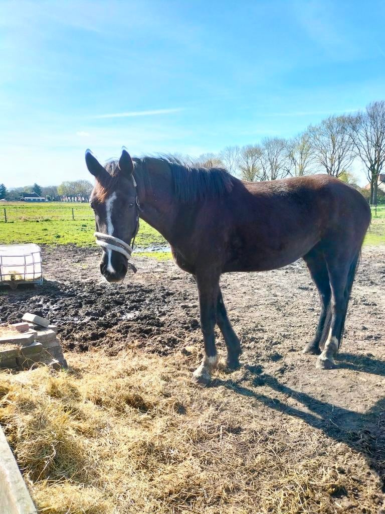 Bijrijder/ leaser voor jonge merrie en 2 makke D pony s, Weidegang, 1 paard of pony