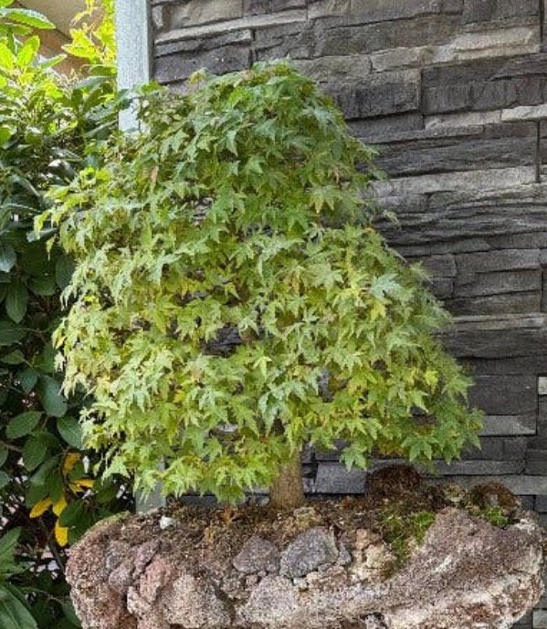 Bonsai Acer palamtam 2-tak mooi groot exemplaar!!!, Ophalen, Minder dan 100 cm