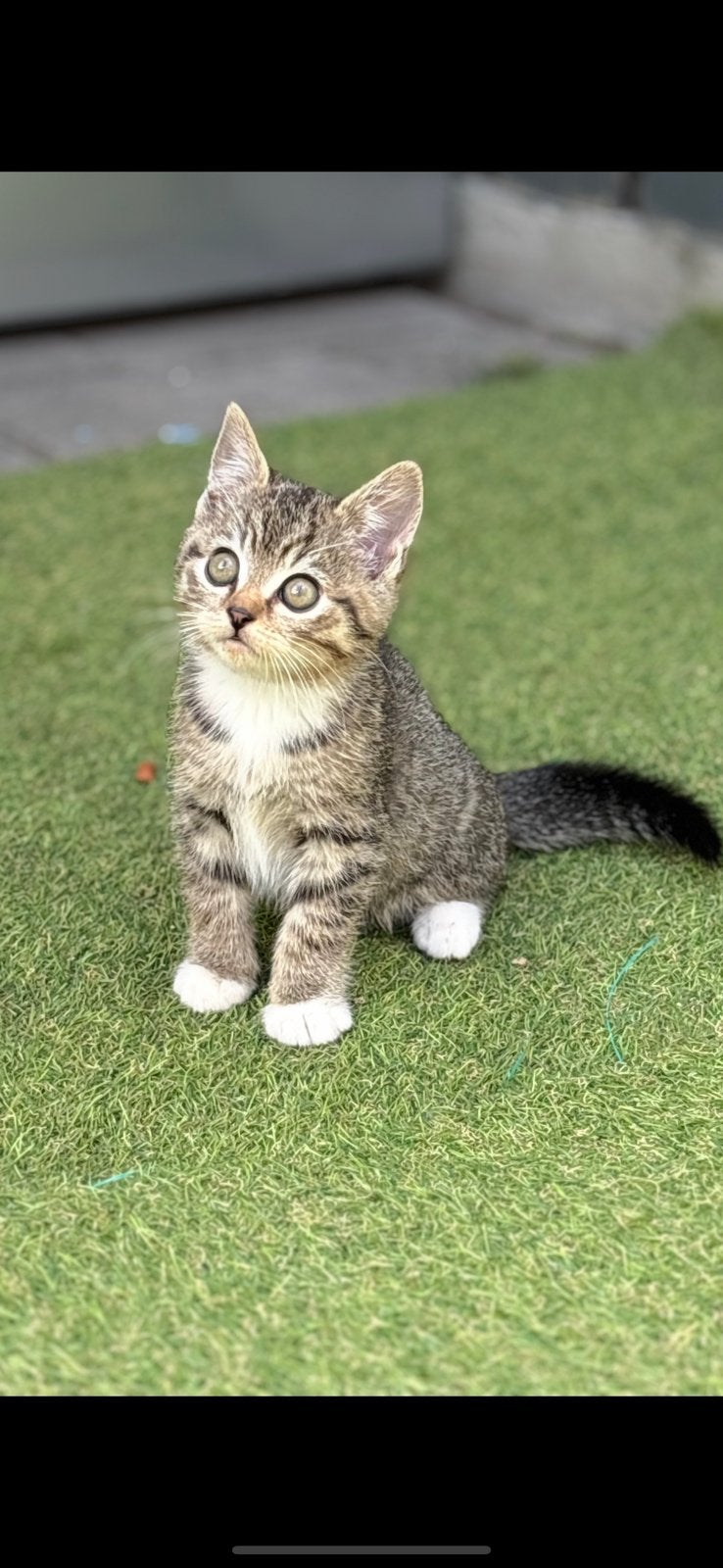 Britse korthaar kittens ( cyperse ), Dieren en Toebehoren, Meerdere dieren, Ontwormd