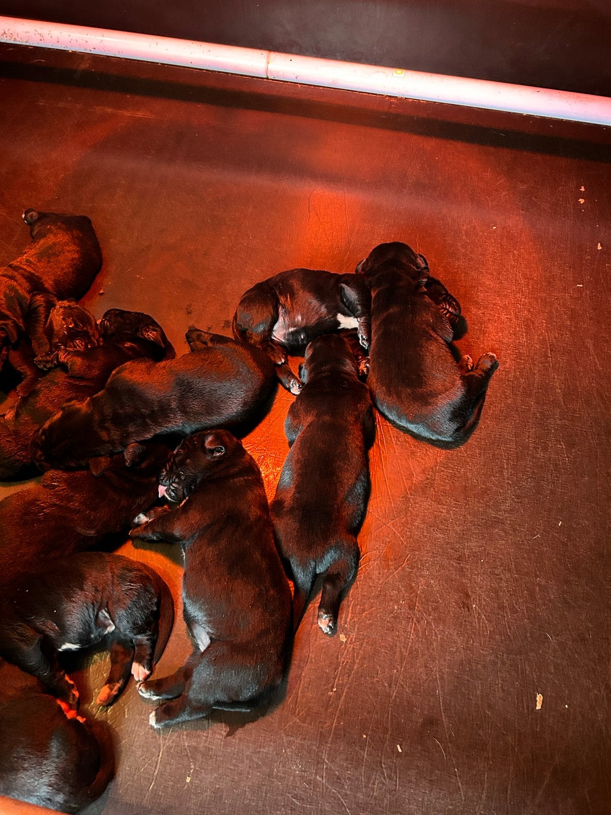 Raszuivere Cane Corso pups beide ouders aanwezig, Overige rassen, 8 tot 15 weken, Meerdere, Meerdere dieren