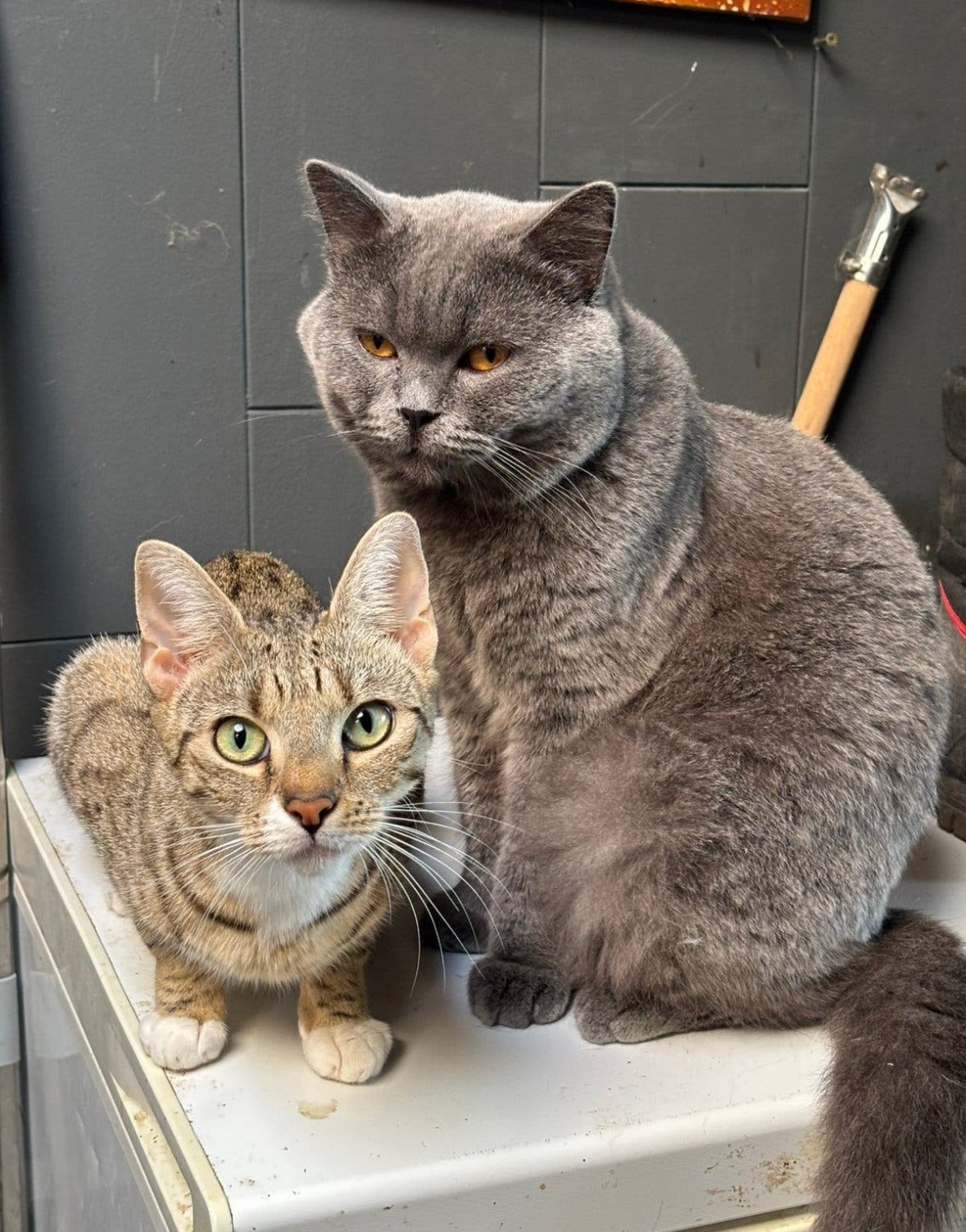Kittens britse korthaar X savannah, Kater, Kortharig, 0 tot 2 jaar